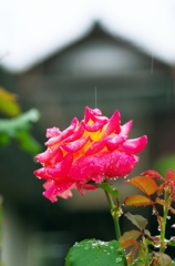 Rose in the rain 2