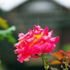 Rose in the rain 2
