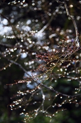 Mark of rain of chilly winter