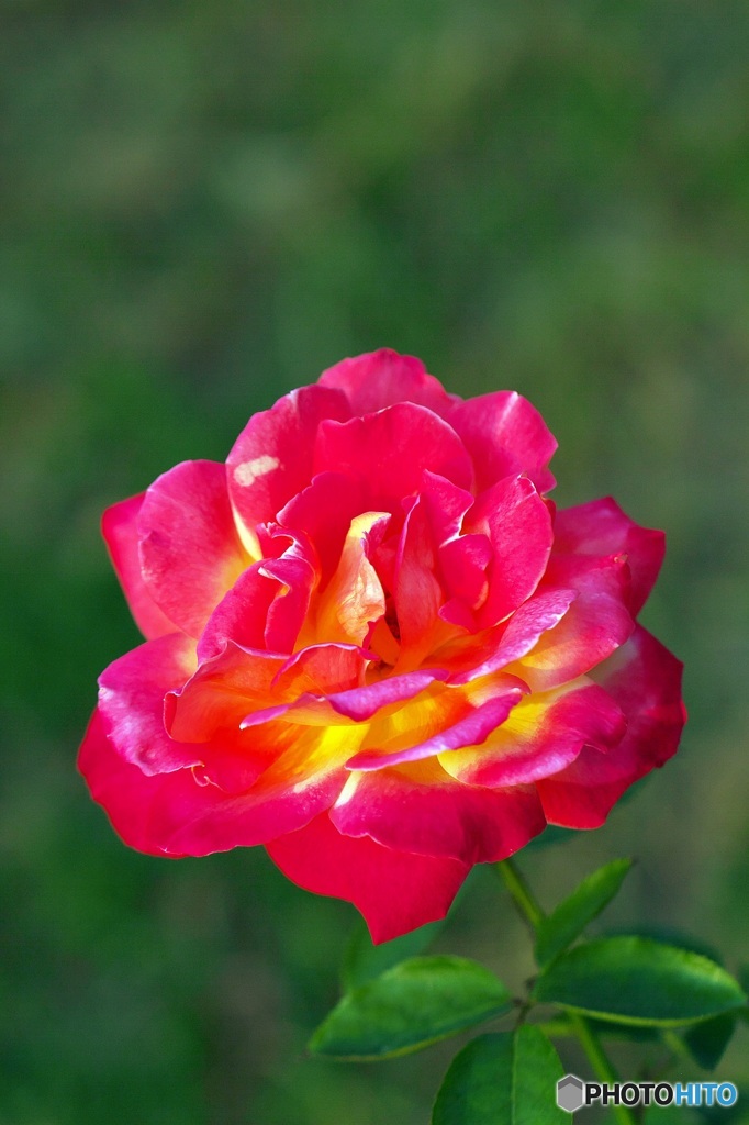 Passion and elegance 5