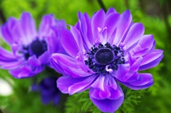 Two anemones 2