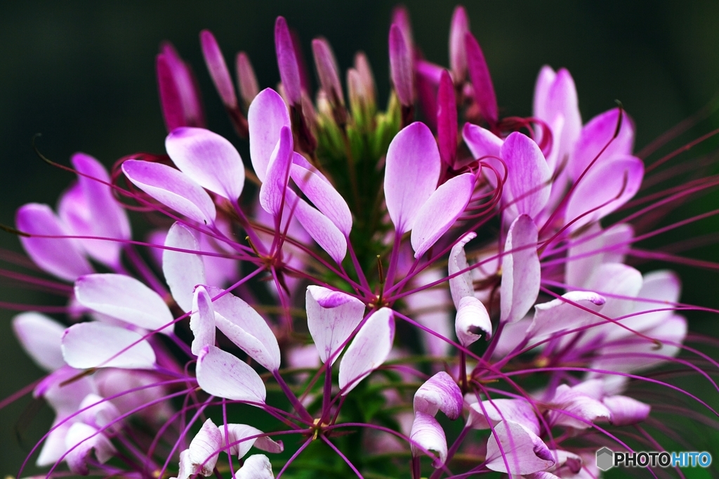 Cleome