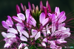 Cleome