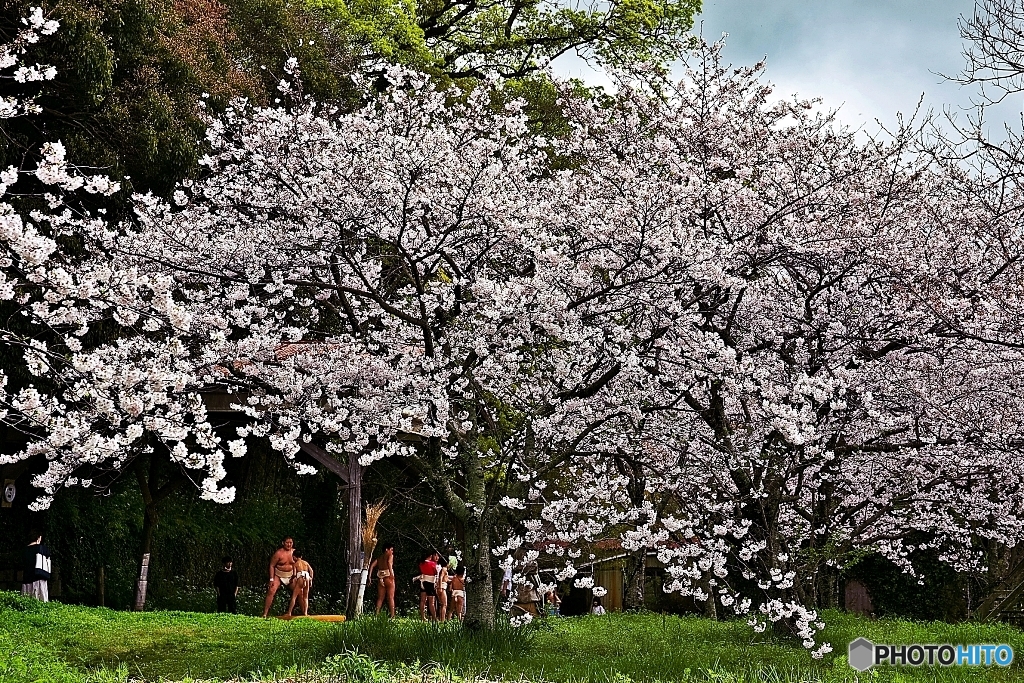 Under the cherry tree