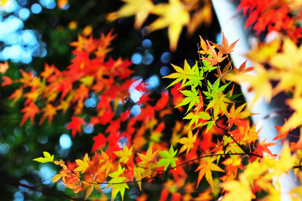 Harmony of autumn color