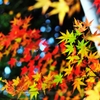 Harmony of autumn color