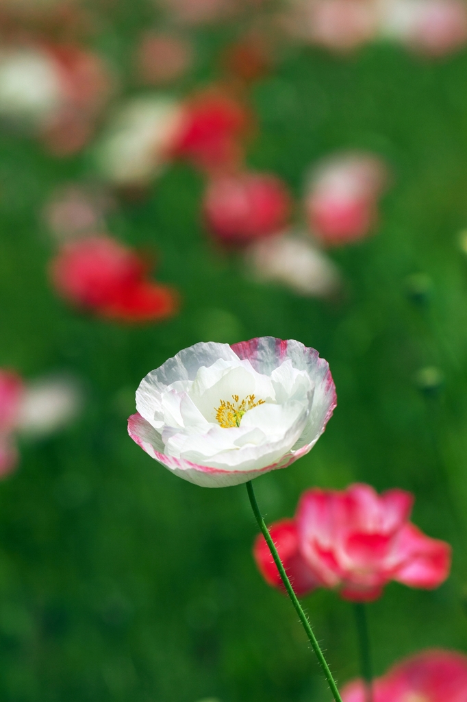 Coquelicot 6