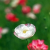 Coquelicot 6
