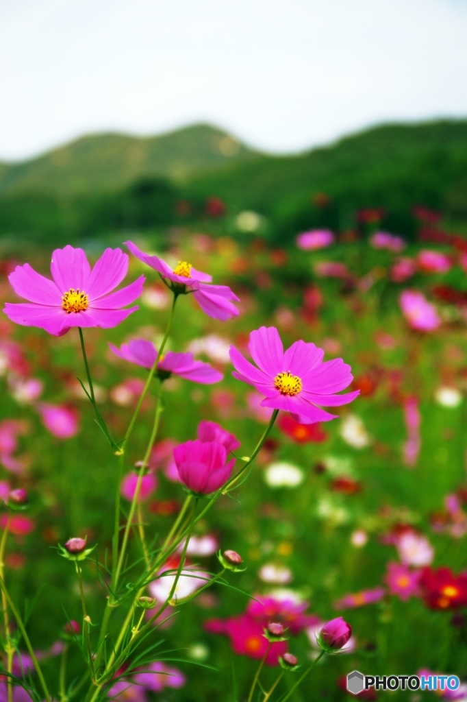 Cosmos_2015_7