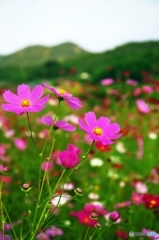 Cosmos_2015_7