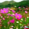 Cosmos_2015_7