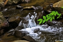 Mountain stream 1