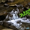 Mountain stream 1