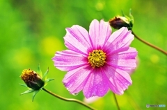Cosmos of the morning 1