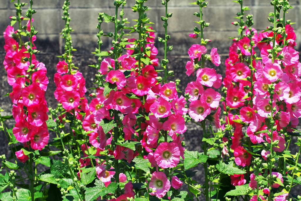 Hollyhock 4