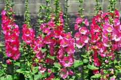Hollyhock 4
