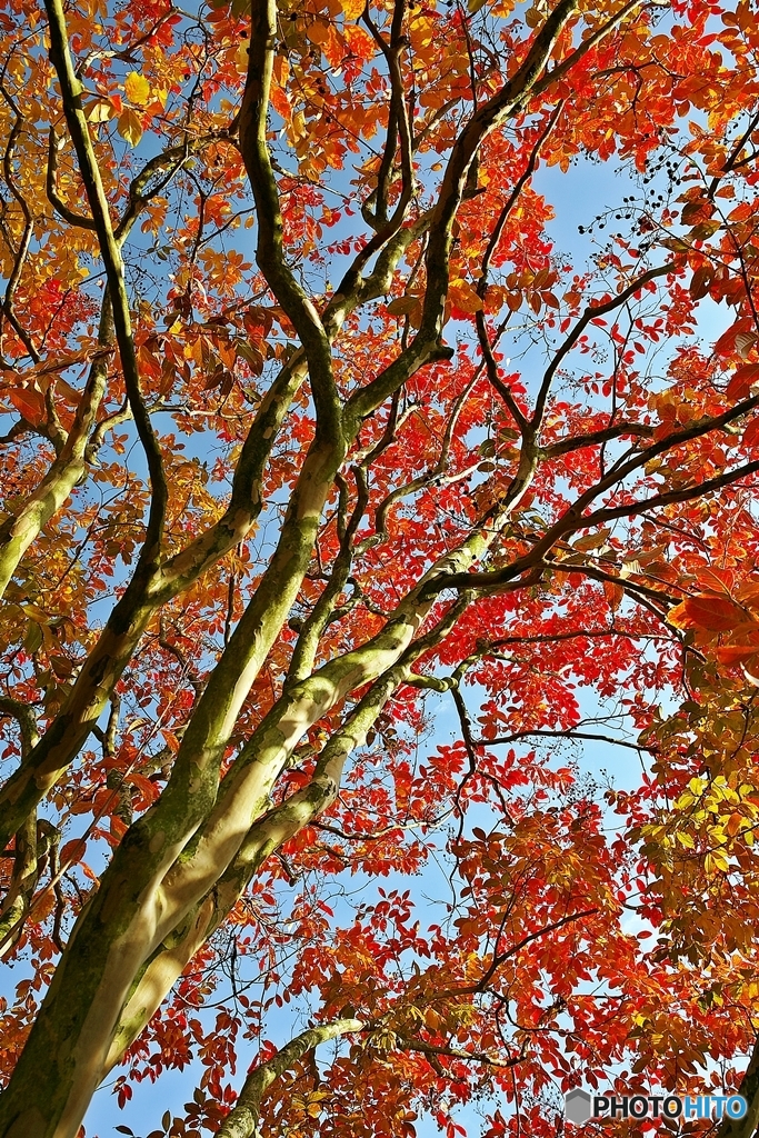 The leaves turn red in the fall 5
