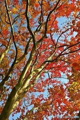 The leaves turn red in the fall 5