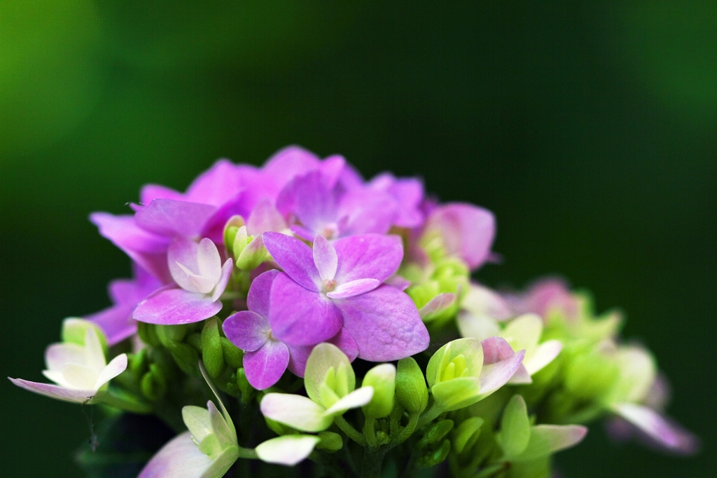 The first hydrangea of this year