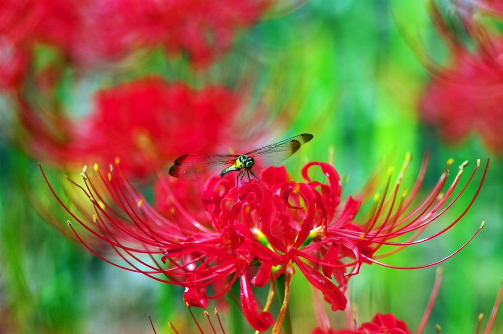 Rosso e il Verde