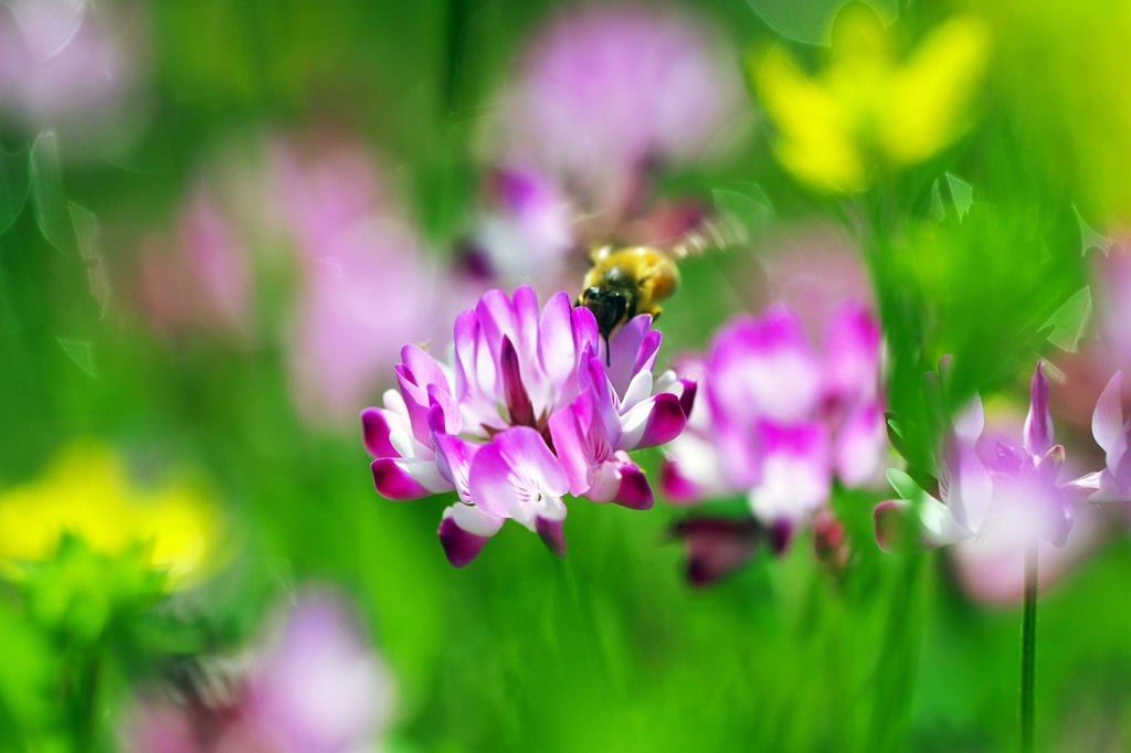 The afternoon of the lotus flower field 