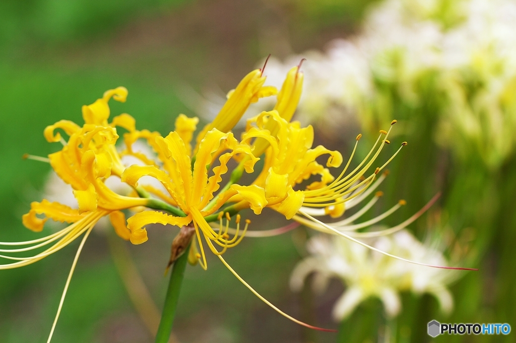 Yellow lycoris