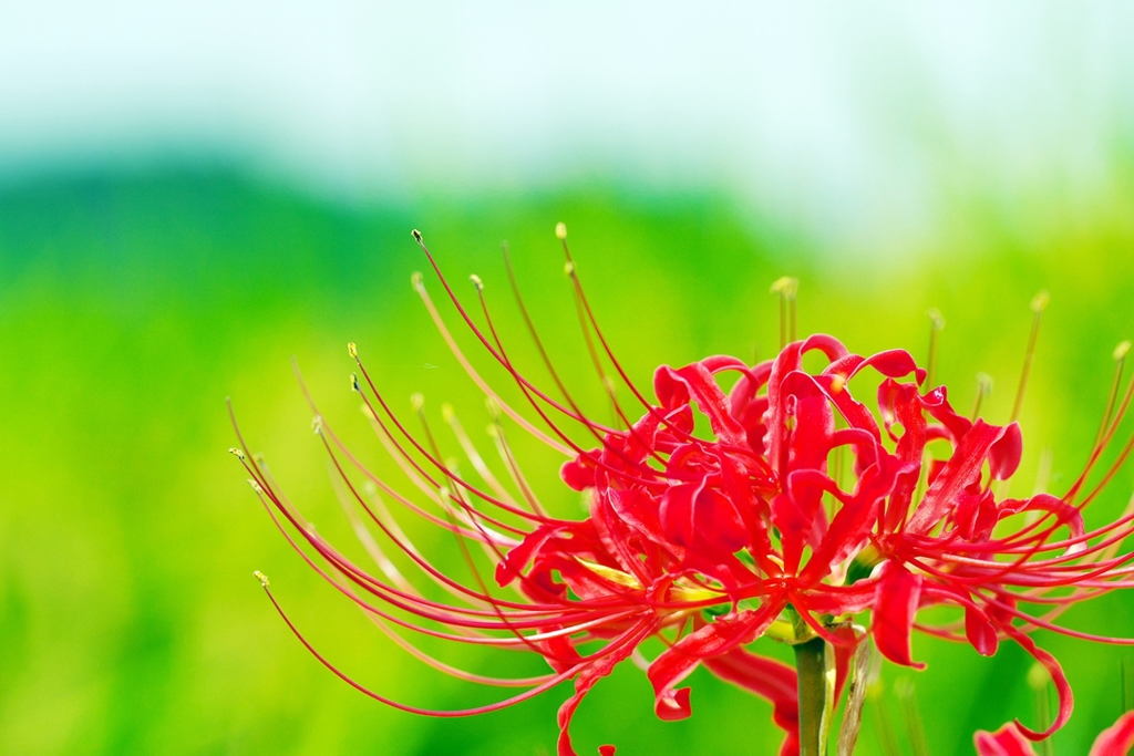 Red, vividly   