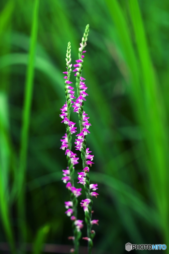 Spiranthes 3