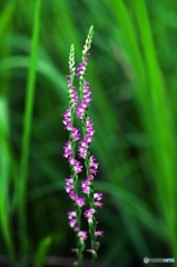 Spiranthes 3