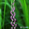 Spiranthes 3