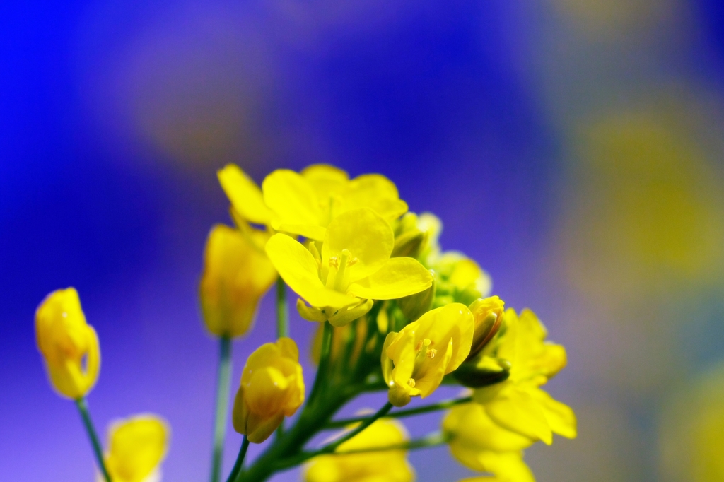 Canola Flower 2