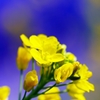 Canola Flower 2