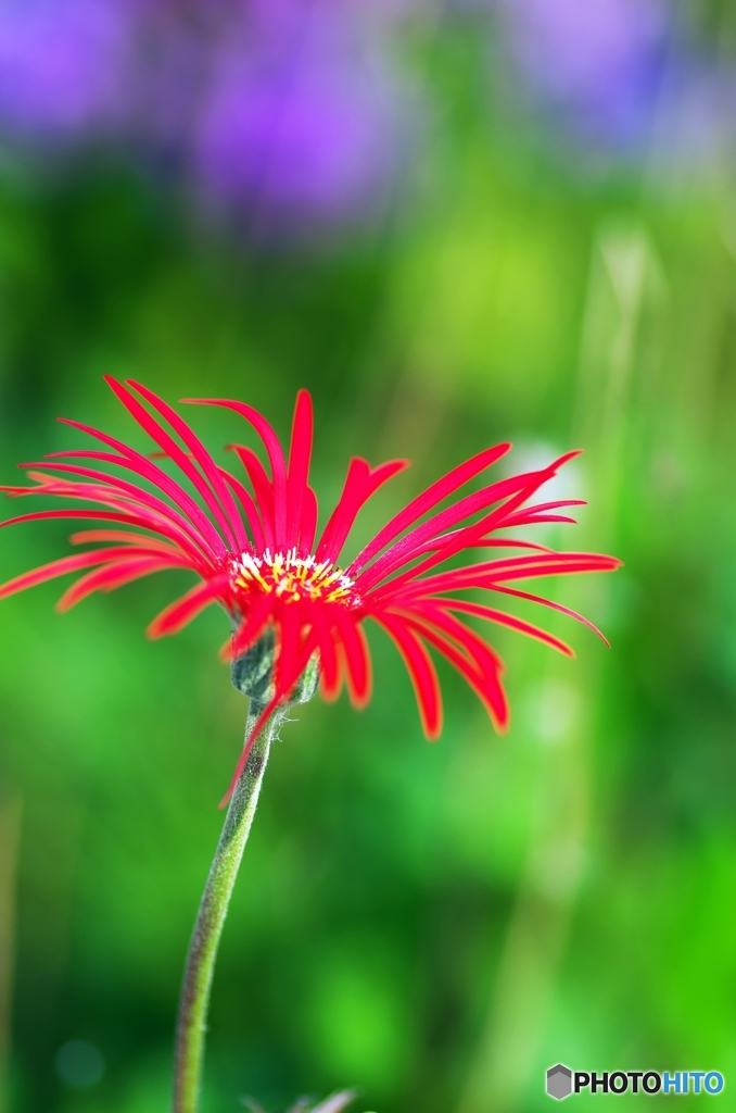 Gerbera