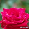 Morning after the rain 2