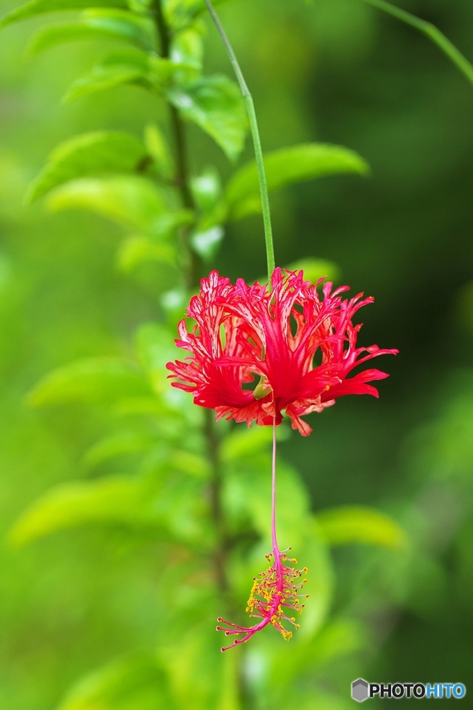 Coral Hibiscus 1
