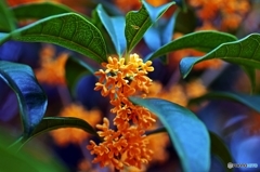 Fragrant orange-colored olive 3