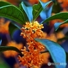 Fragrant orange-colored olive 3