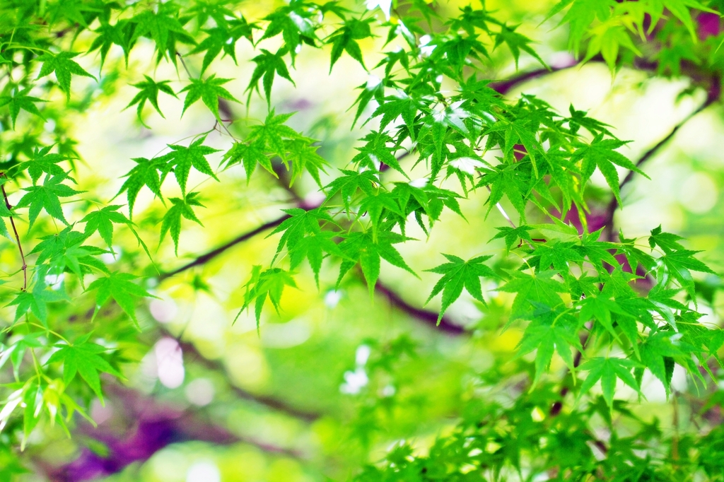It was Greenery Day yesterday 1