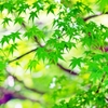 It was Greenery Day yesterday 1
