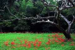 Life and death, and the Crimson flower