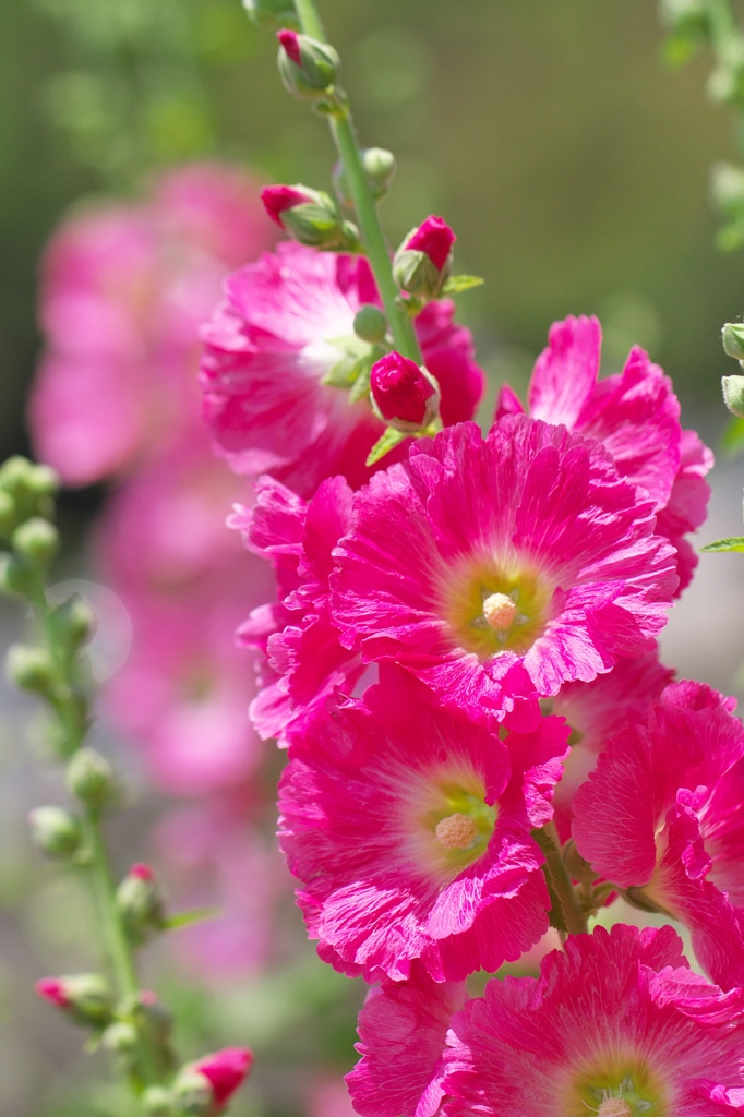 Hollyhock 3
