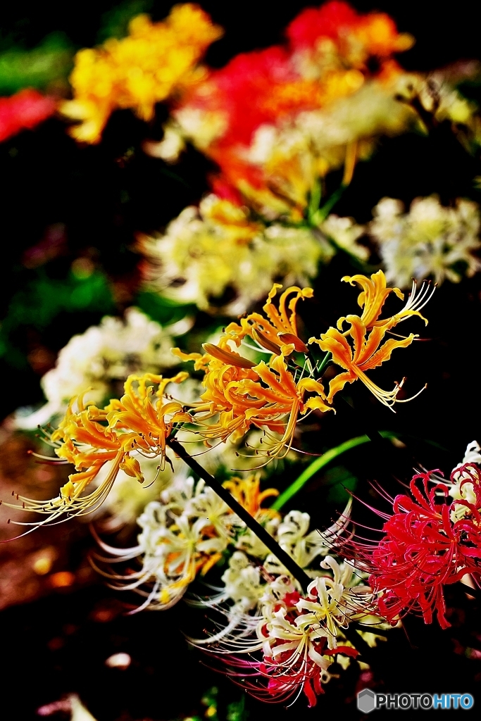Lycoris 5