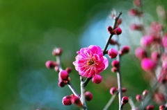 Japanese apricot with red blossoms 3