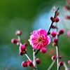 Japanese apricot with red blossoms 3