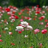 Coquelicot 3
