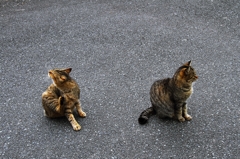 Individual cats 2