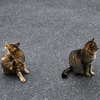 Individual cats 2