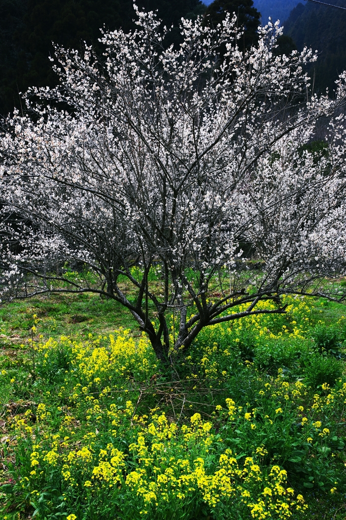 The combination of spring