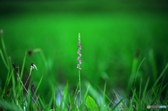 Spiranthes 2