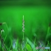 Spiranthes 2